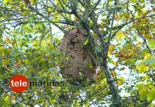 Nido de Avispa Velutina