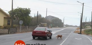 Perro suelto en la carretera de Oia