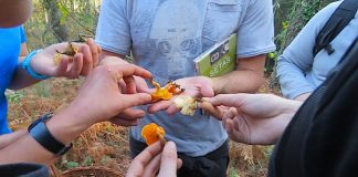 jornada_micologica_jalleira