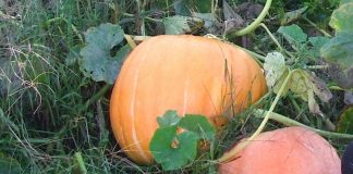 CALABAZA