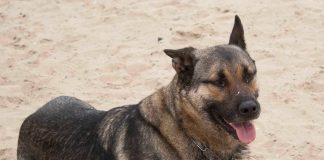 Ossum desapareció en Gondomar