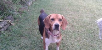 Esta perra llamada Tina desapareció en Belesar, en Baiona