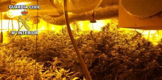 La Guardia Civil desmantela una plantación de marihuana en O Rosal