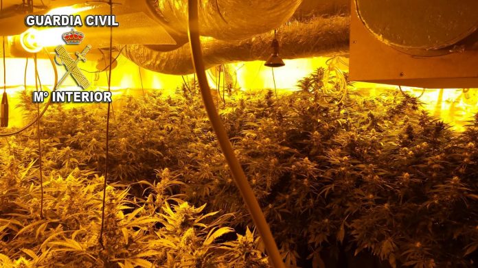 La Guardia Civil desmantela una plantación de marihuana en O Rosal
