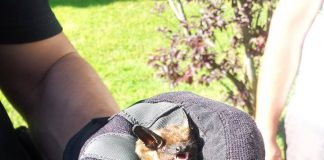 La Policía Local de Nigrán recupera un murciélago orejudo en A Ramallosa