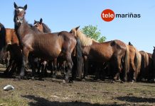 I Ruta Cabalar en San Pedro da Ramallosa