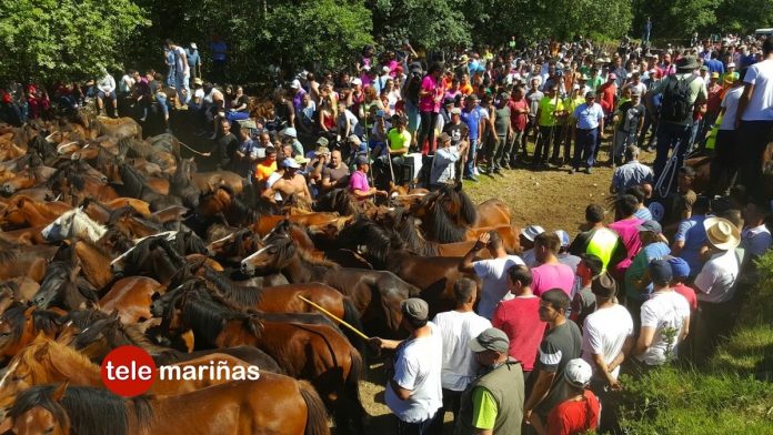 Cientos de personas asisten al segundo curro de la temporada en Torroña