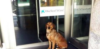 Una perra busca a su dueño en un cajero automático de A Ramallosa