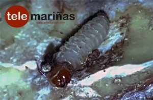 RUBENS // Una larva de gorgojo en una castaña.