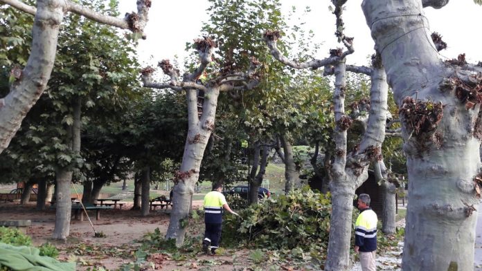 Baiona poda los árboles públicos para evitar inundaciones