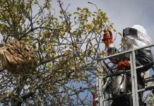 El equipo de voluntariado de velutinas de O Rosal realizó 130 intervenciones en el 2023 O Rosal retira casi 150 nidos de avispa velutina