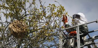 O Rosal retira casi 150 nidos de avispa velutina