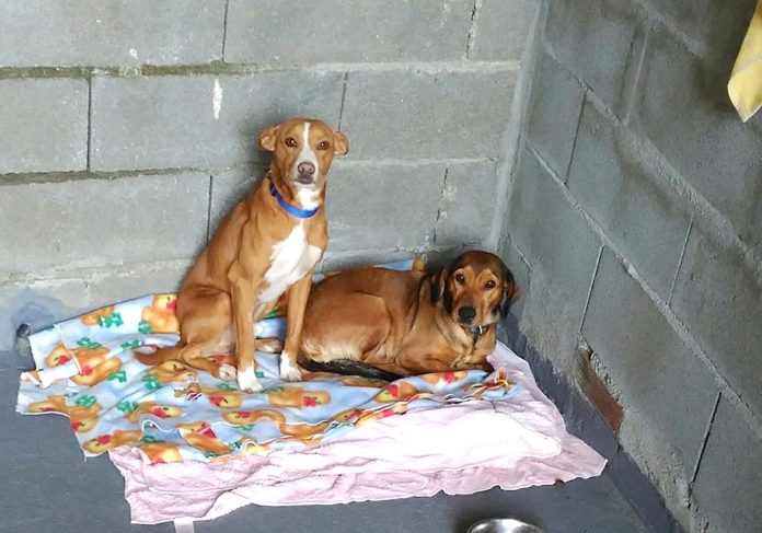 perros_bai_sen_pulgas