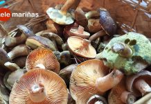 El Mercado Municipal de Tomiño se llena de otoño con cultura, música y sabor