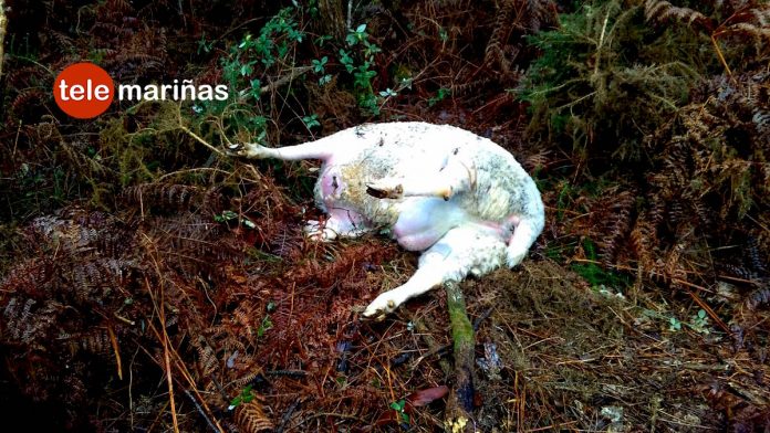 oveja_muerta_nigran Investigan el abandono de una oveja muerta en Nigrán