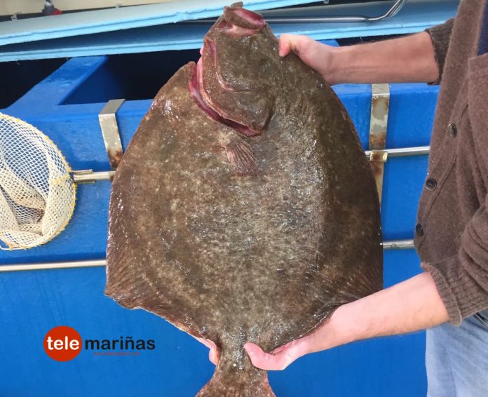 Capturan un rodaballo de 8 kilos en Baiona