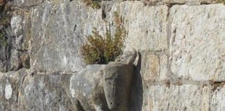 Baiona sinalizará o "misterioso boi" da fortaleza para celebrar os 520 anos da 'Carta Puebla' dos Reis Católicos