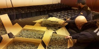 Desmantelan un invernadero de marihuana en O Rosal que producía 800 plantas por cosecha