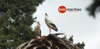 Las cigüeñas anidan en O Baixo Miño