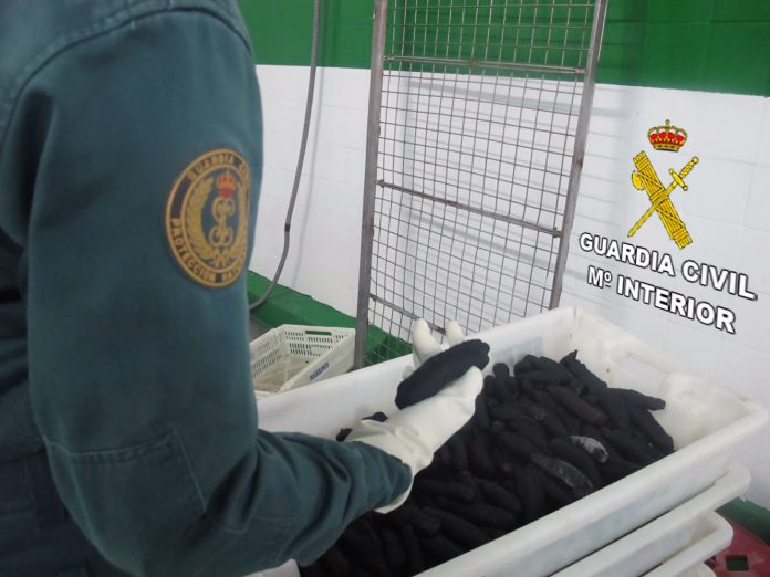 El Seprona se incauta de una tonelada de pepino de mar