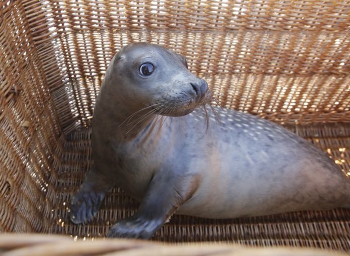 Luceiro será devuelto al mar tras su recuperación en Nigrán