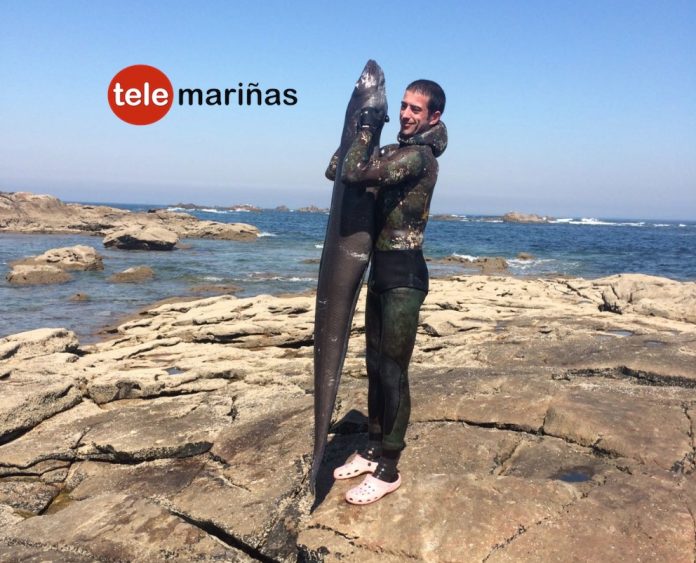 congrio_sillerio4 Captura un congrio de 31 kilos en Cabo Silleiro