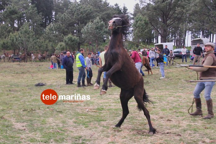 curro_valga_2017_oia El curro de A Valga abre la temporada en Galicia