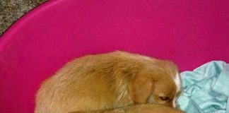 La protectora de animales Bai.Senpulgas busca solidarios