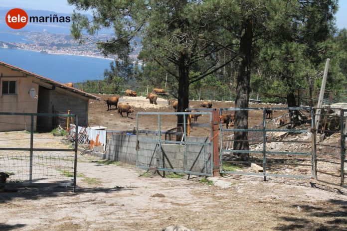 Guerra vecinal en una parroquia de Baiona