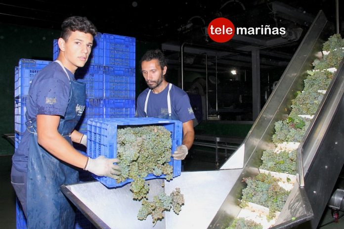 La vendimia en O Rosal se encuentra al 50%