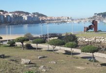 Baiona trasplanta a Santa Marta los árboles del Paseo de Alfonso IX
