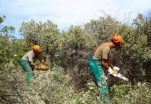 Reuniones informativas en Tomiño y Forcadela sobre los trabajos de limpieza de fincas en estas parroquias