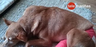 Bai.Senpulgas solicita ayuda urgente para operar a Maga, Boa y Andra