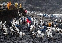 A Guarda rinde homenaje a la Marea Branca en el 20 aniversario del desastre del Prestige