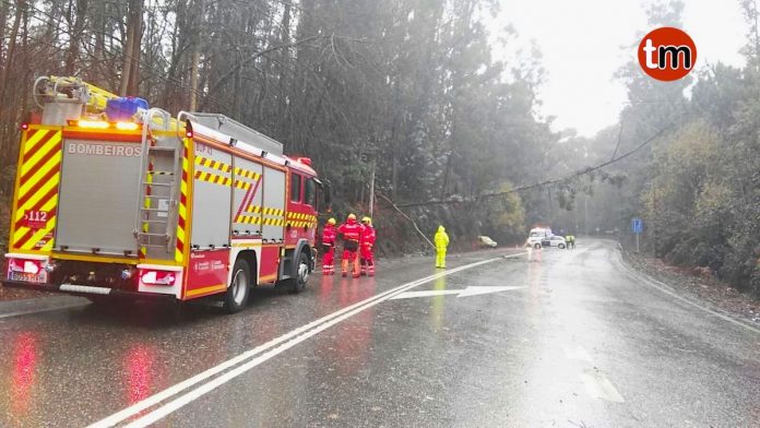 arbol_caido_mos Se eleva la alerta a nivel rojo