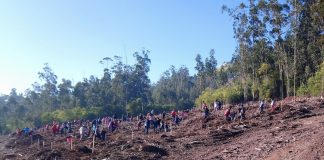 Alumnos de centros escolares de A Guarda plantan 1.000 árboles en el Monte Trega