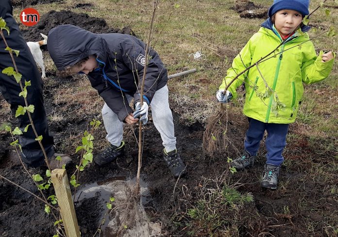 Chandebrito planta vida