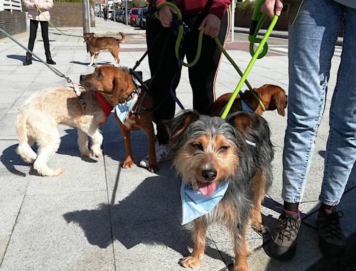 concentracion_perros