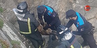 El GES y la Policía Local de Baiona rescatan un corzo desorientado en las rocas del mar