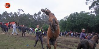 Torroña reúne a 650 caballos