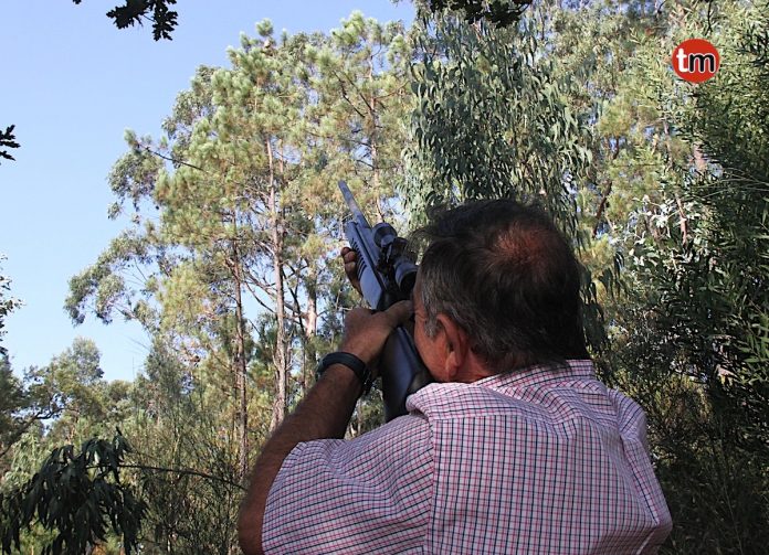 Un vecino de Goián extermina las Avispas Velutinas a balinazos