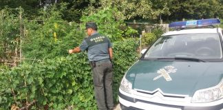 La Guardia Civil se incauta de varias plantas de marihuana en Gondomar