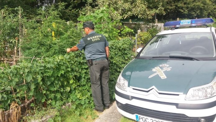 La Guardia Civil se incauta de varias plantas de marihuana en Gondomar