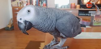 Buscan a Baco, un loro que se escapó de su casa en Belesar