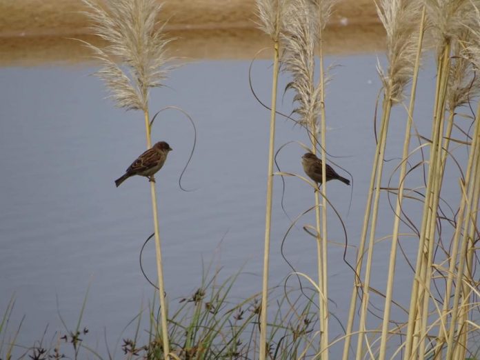 concurso_fotografia_dunar_nigran1