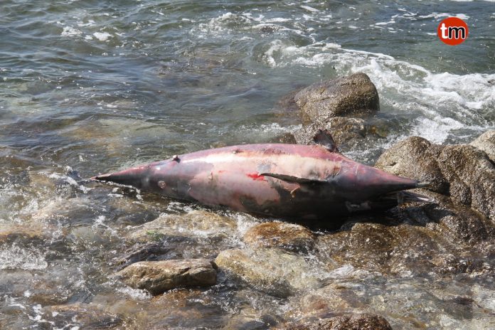delfin_viladesuso Hallados dos delfines varados en la costa de Viladesuso y Baredo