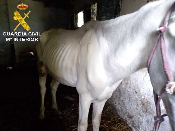 maltrato_animal_baiona1