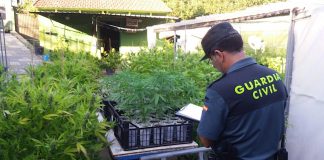 Detenido un vecino de Gondomar por la incautación de una plantación de marihuana en Vincios