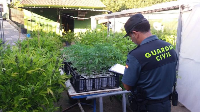 Detenido un vecino de Gondomar por la incautación de una plantación de marihuana en Vincios