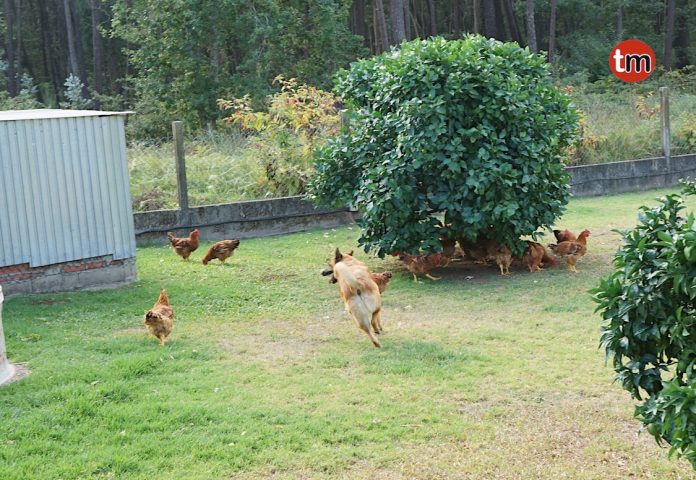 El perro que trae de calle a las gallinas en Tomiño